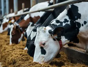 Livestock Feeds Formulas Cattle /Pigs /Goats Sheep / Poultry