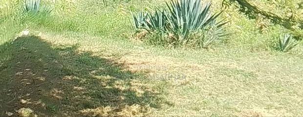 Polt Size 100 by 50 |100by100 - main view