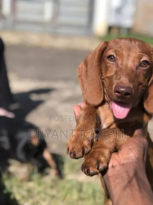 1-3 months Female Purebred Dachshund