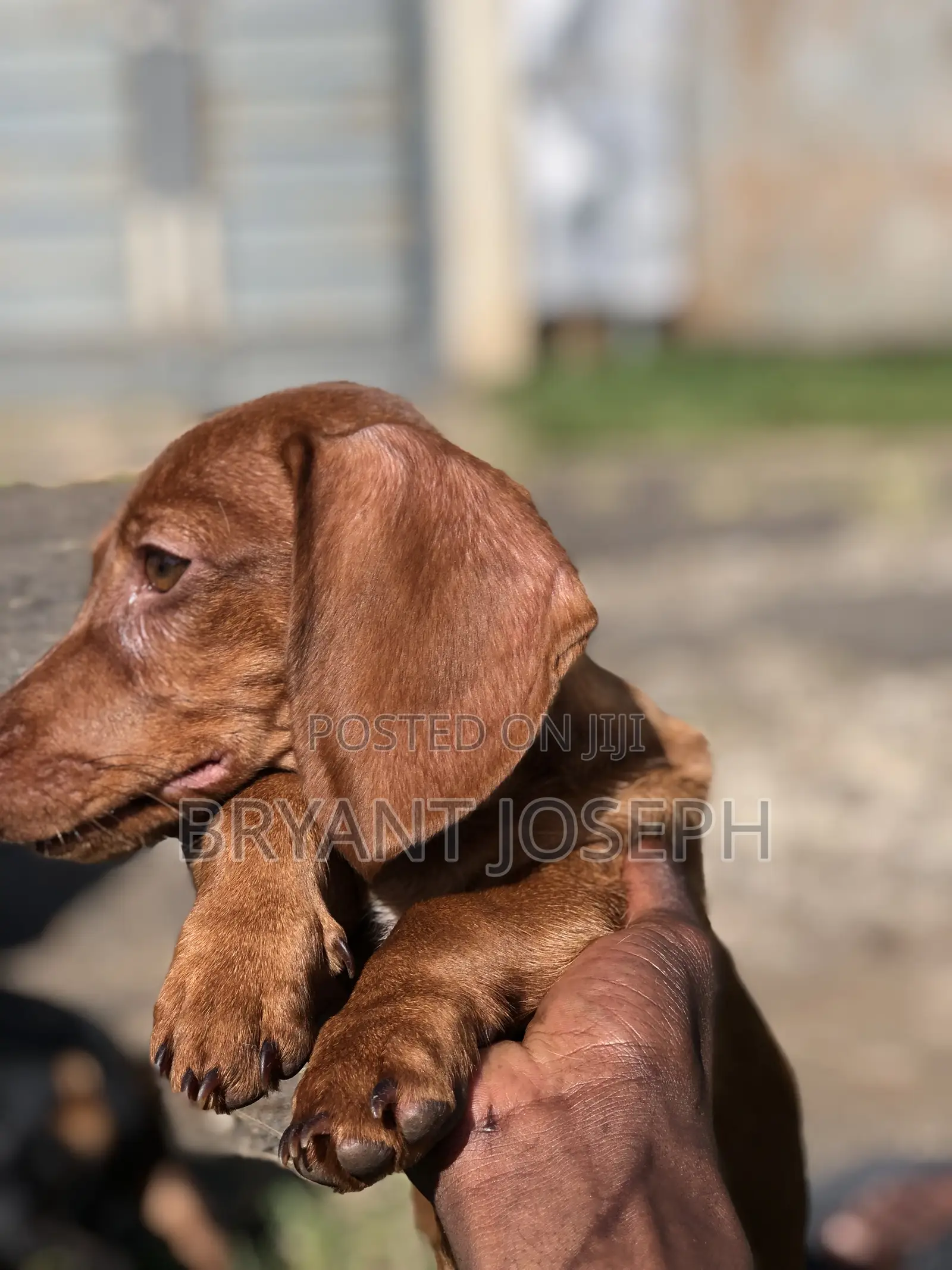 1-3 months Female Purebred Dachshund