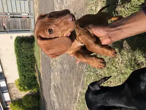 1-3 months Female Purebred Dachshund
