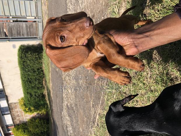 1-3 months Female Purebred Dachshund - thumbnail 9