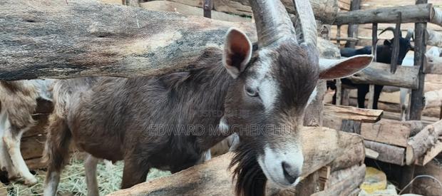 Dairy Goats Alpines, Toggernburg and Saanen