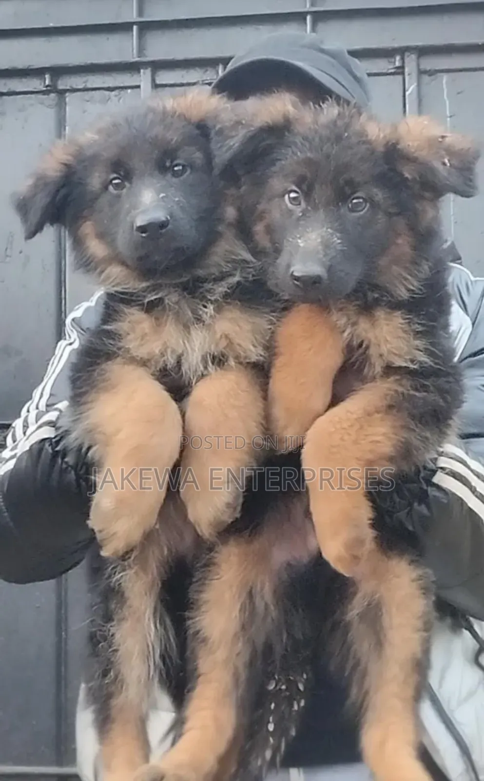 1-3 months Male Purebred German Shepherd
