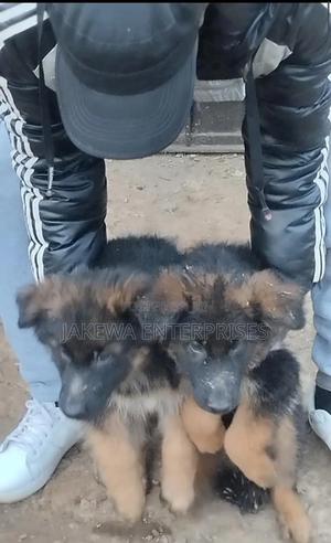 1-3 months Female Purebred German Shepherd - thumbnail 2
