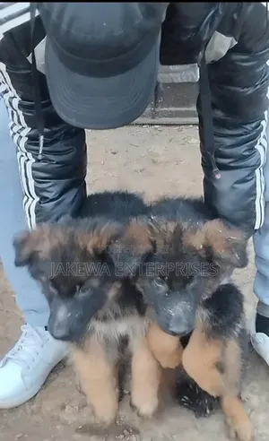 1-3 months Female Purebred German Shepherd