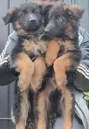 1-3 months Male Purebred German Shepherd