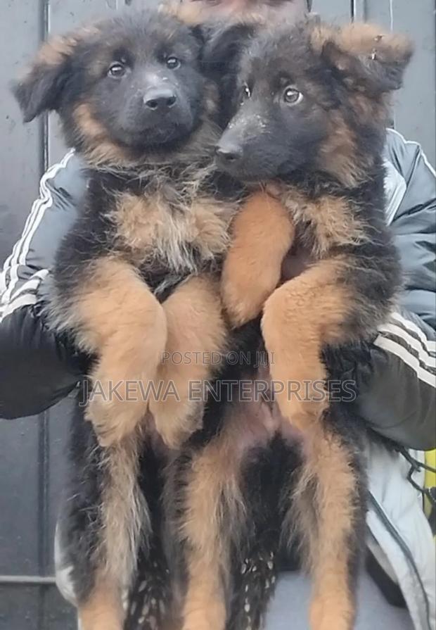 1-3 months Male Purebred German Shepherd