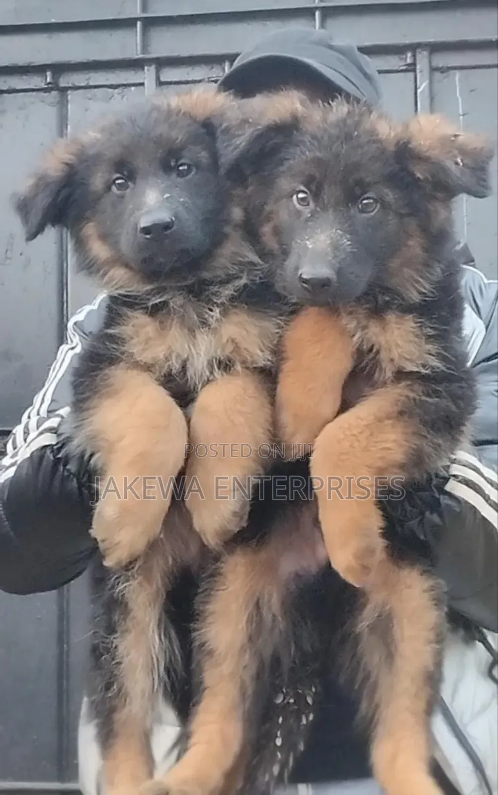 1-3 months Female Purebred German Shepherd