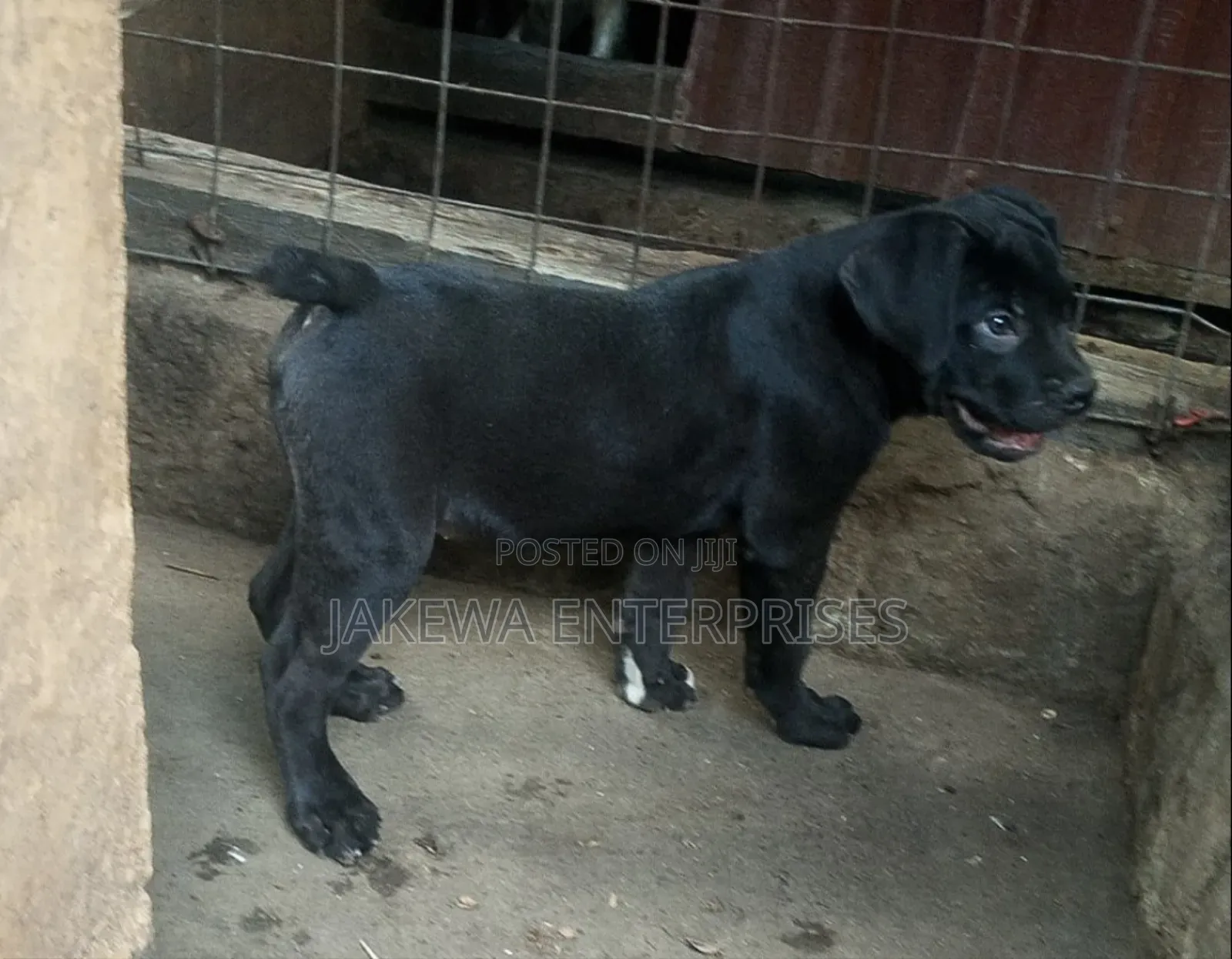 1-3 months Male Purebred Boerboel