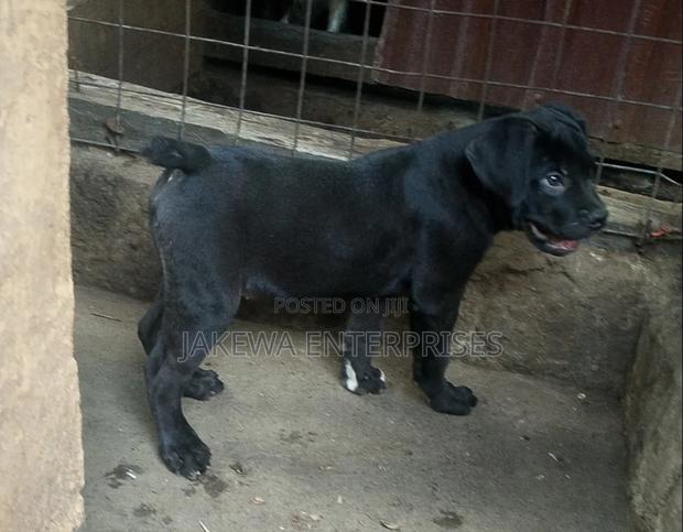 1-3 months Male Purebred Boerboel
