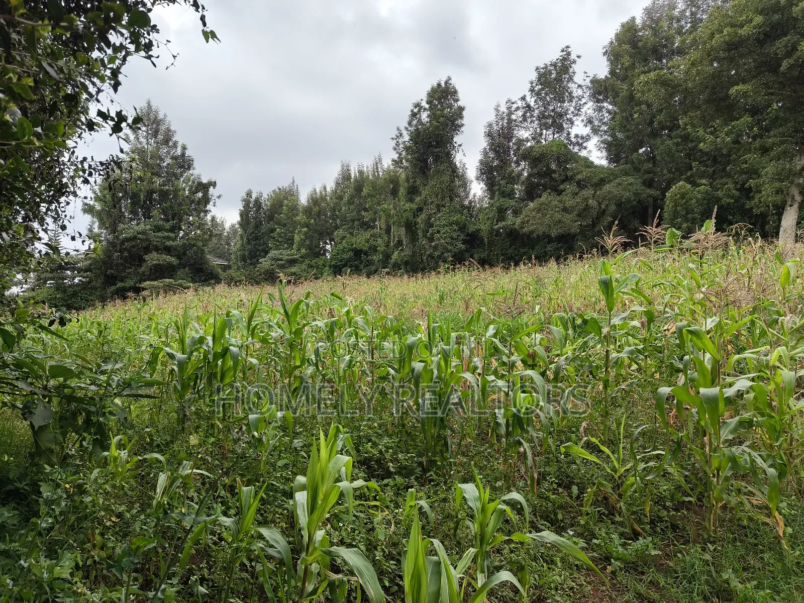 One Acre Piece of Land in Ngong, Olulua Rd With Scenic View