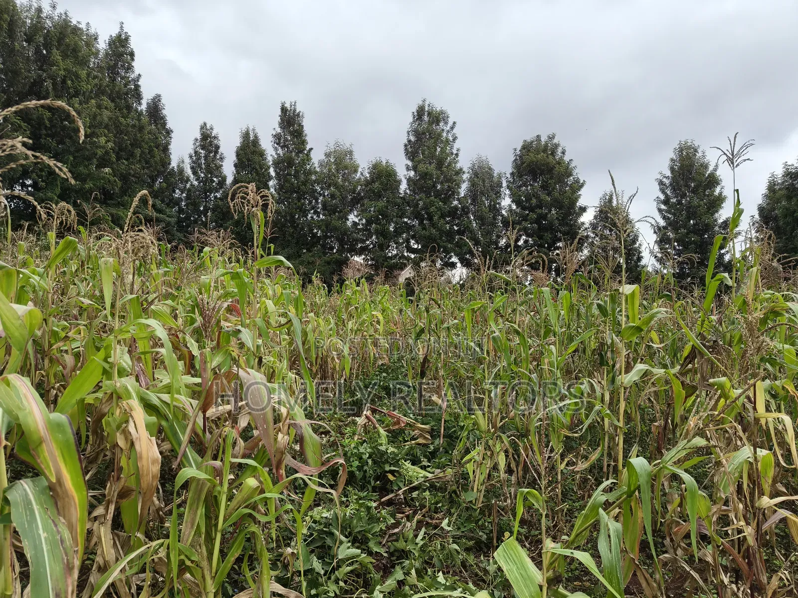 Half Acre Plot in Ngong, Along Olulua Rd With Scenic View
