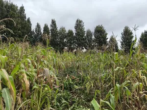 Half Acre Plot in Ngong, Along Olulua Rd With Scenic View