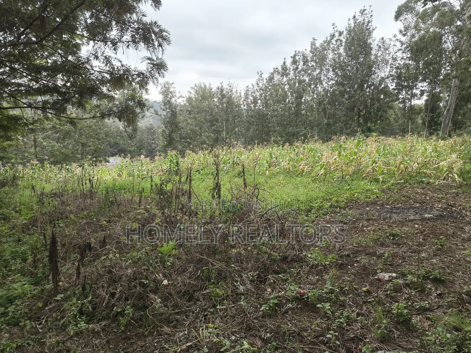 Half Acre Plot in Ngong, Matasia, 200 Meters From the Tarmac