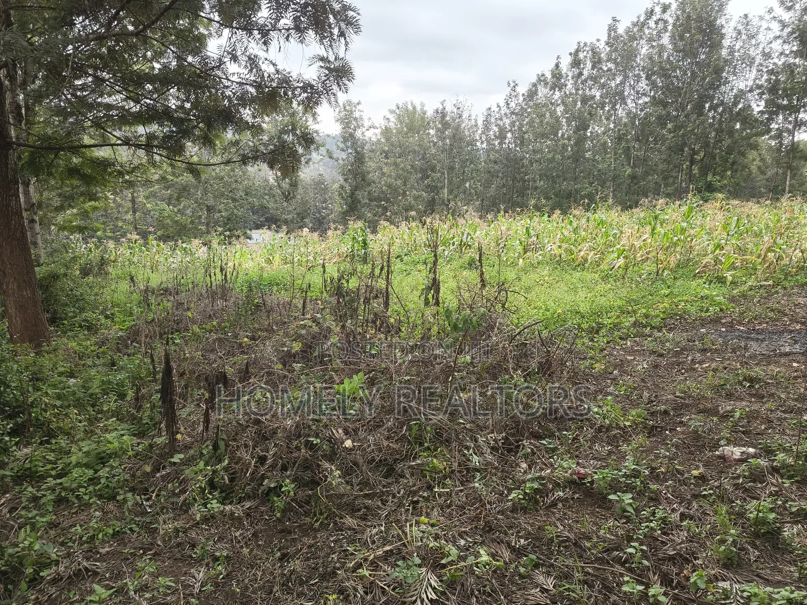 Half Acre Plot in Ngong, Matasia, 200 Meters From the Tarmac