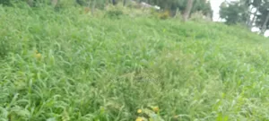 Quarter Land for Sale