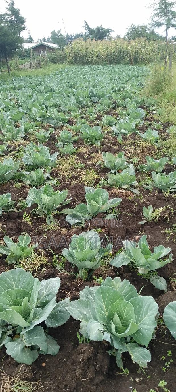 Quarter Land for Sale - thumbnail 3