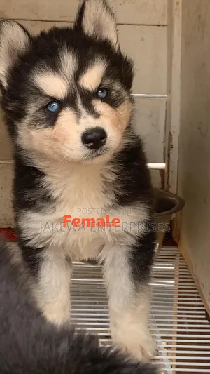 1-3 months Female Purebred Siberian Husky