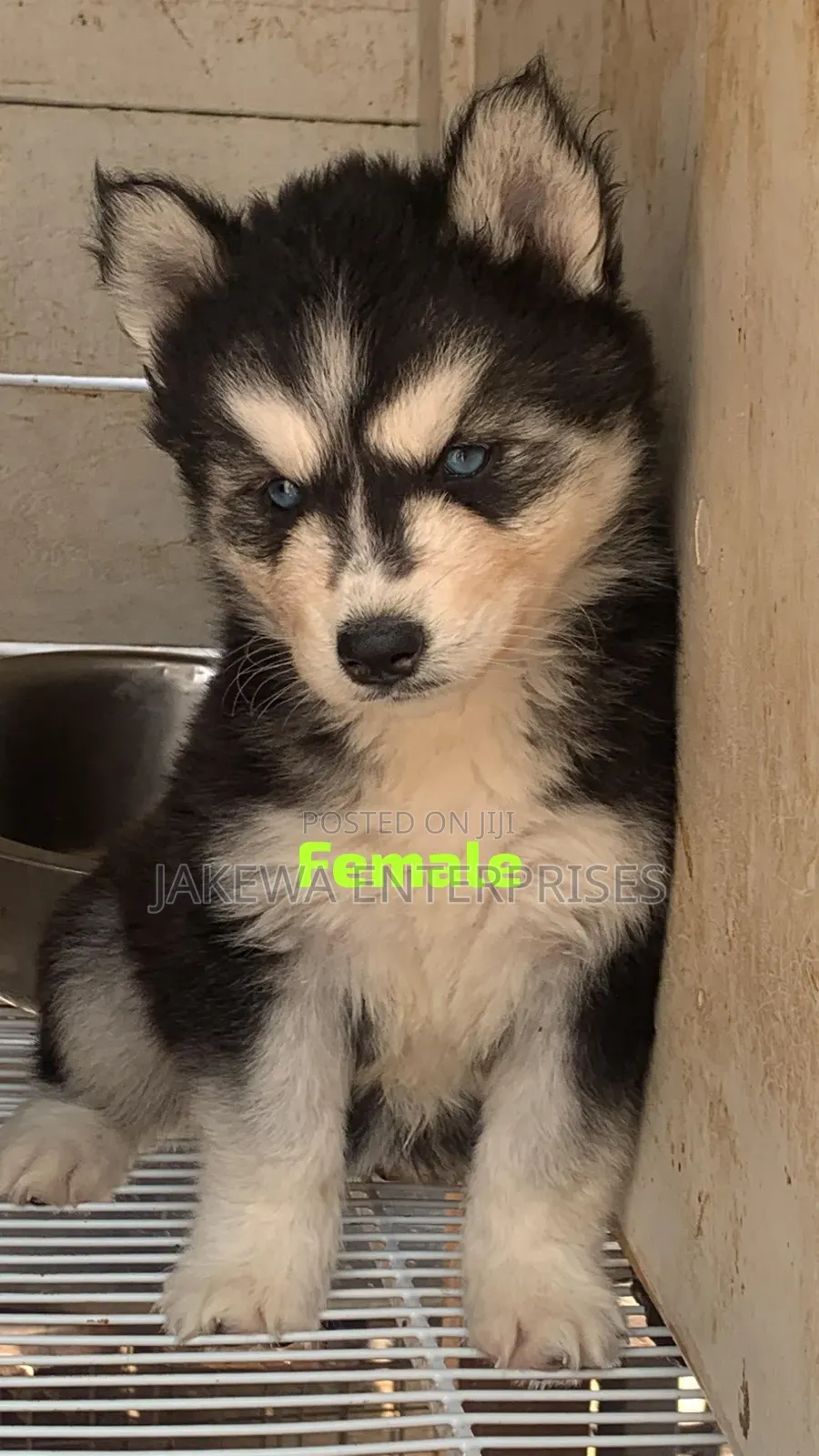 1-3 months Female Purebred Siberian Husky