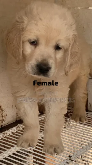 1-3 months Female Purebred Golden Retriever