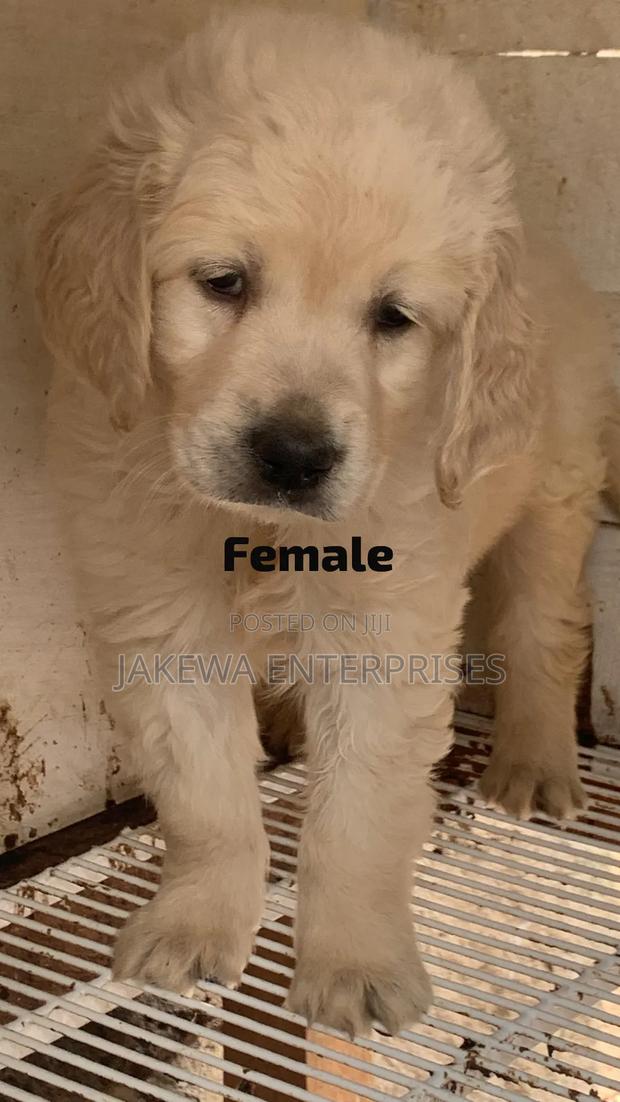1-3 months Female Purebred Golden Retriever