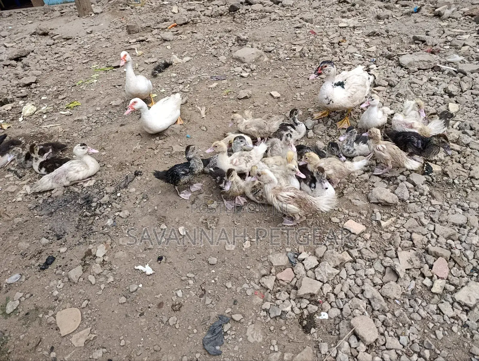 Muscovy Ducklings Juvenile Ducklings for Sale