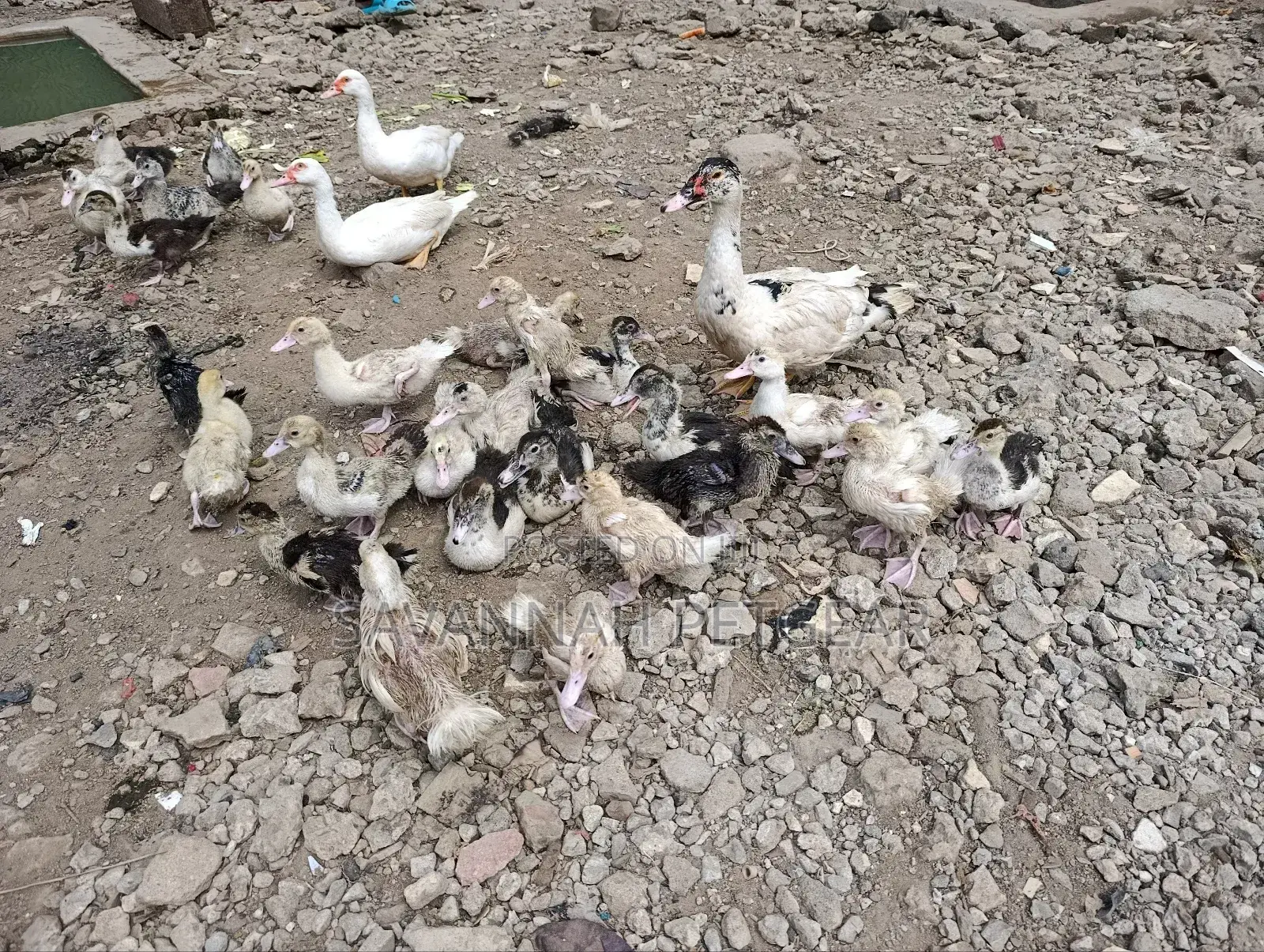 Muscovy Ducklings Juvenile Ducklings for Sale