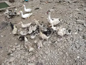 Muscovy Ducklings Juvenile Ducklings for Sale
