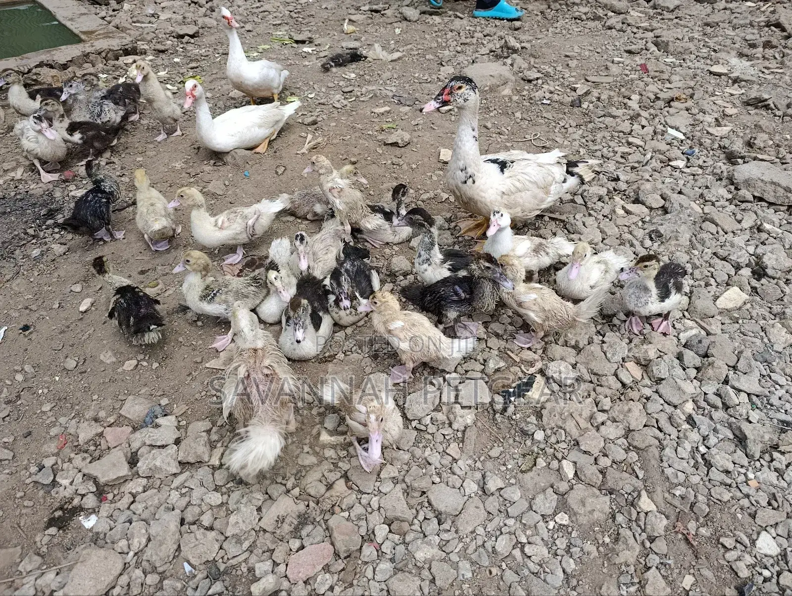 Muscovy Ducklings Juvenile Ducklings for Sale