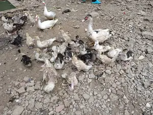 Muscovy Ducklings Juvenile Ducklings for Sale