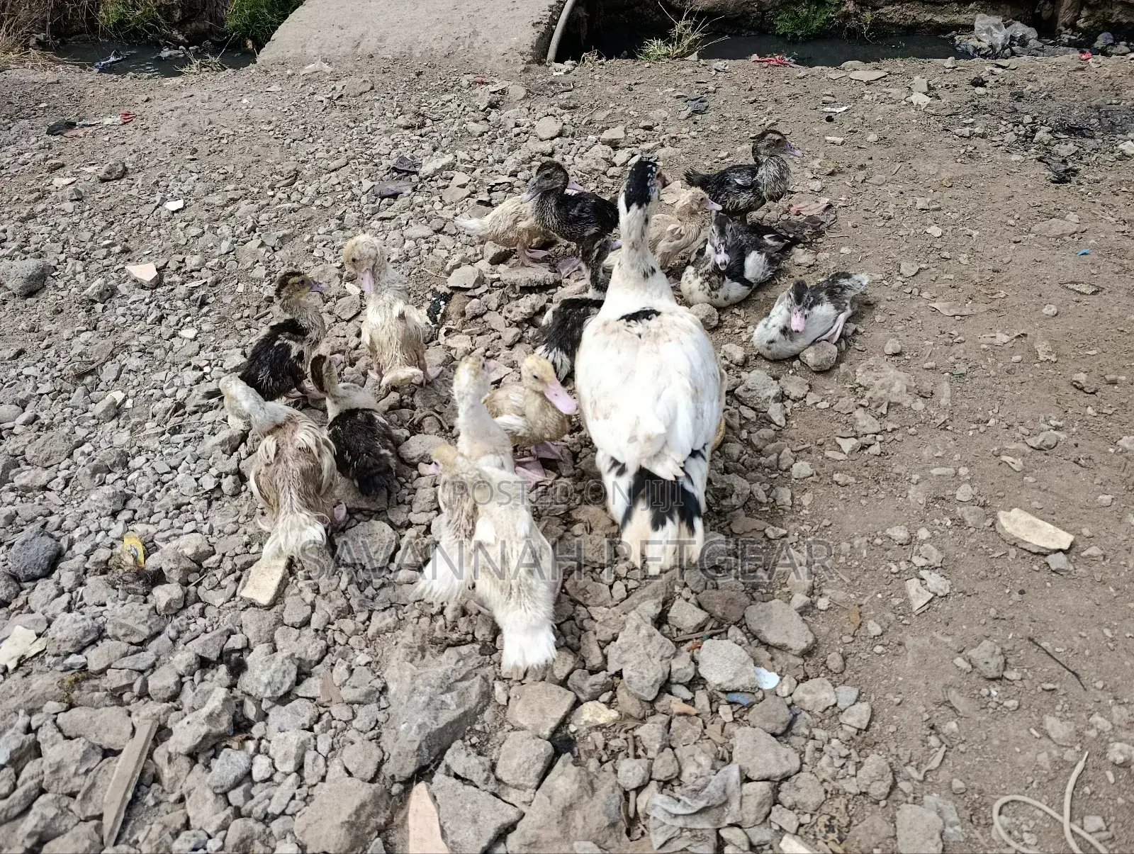 Muscovy Ducklings Juvenile Ducklings for Sale
