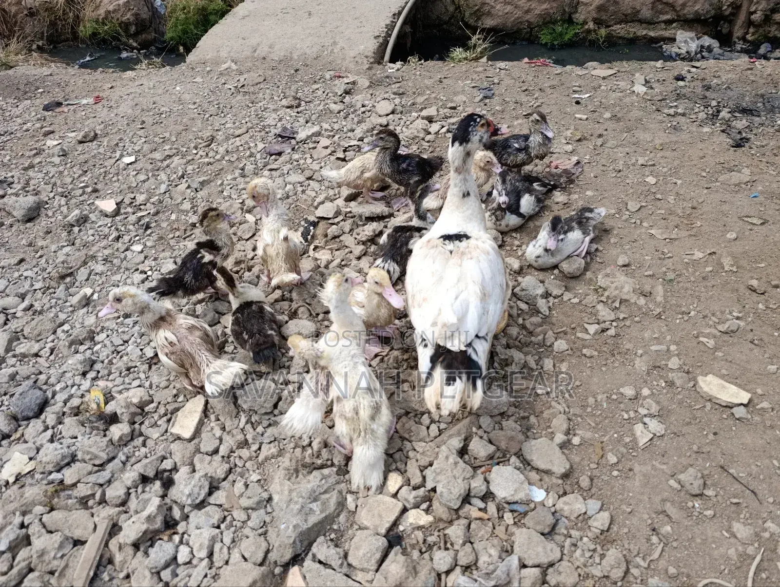 Muscovy Ducklings Juvenile Ducklings for Sale