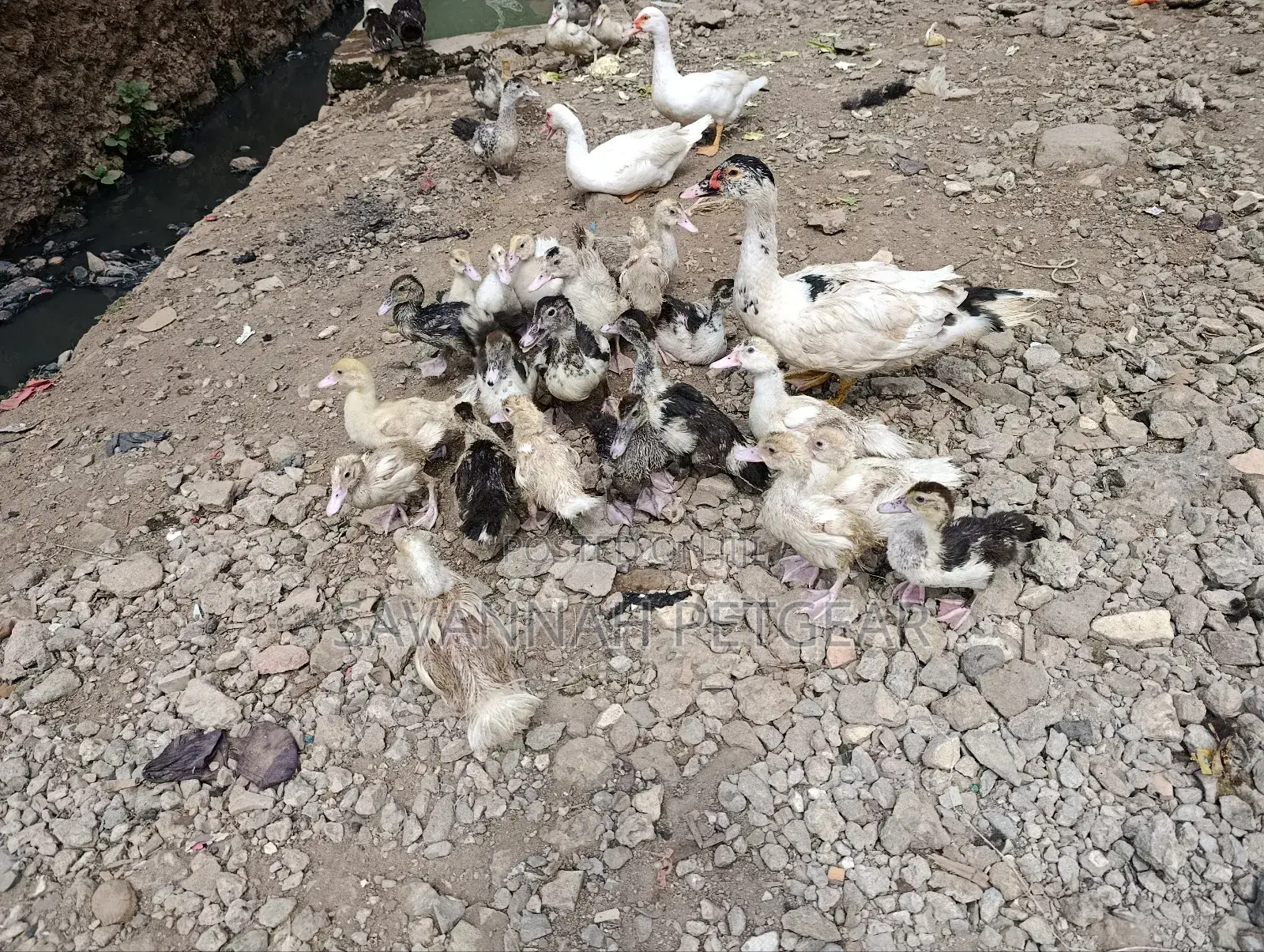 Muscovy Ducklings Juvenile Ducklings for Sale