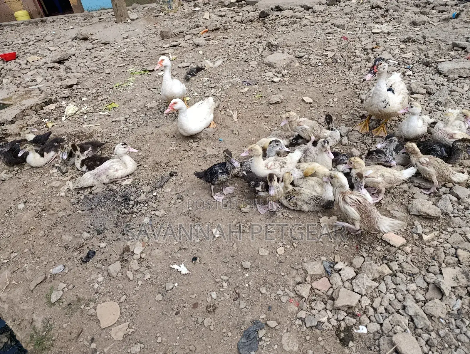 Muscovy Ducklings Juvenile Ducklings for Sale