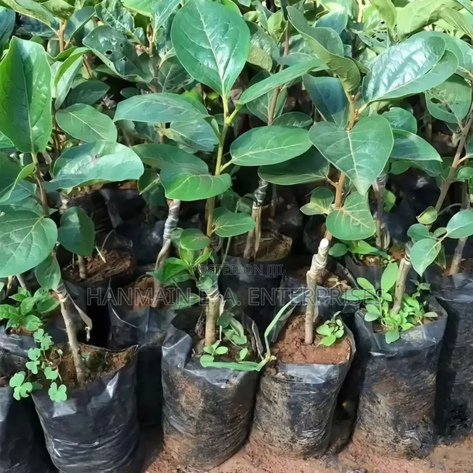 Seedlings Bags For All Trees Avocado, Coffee, Tea, Mango Etc