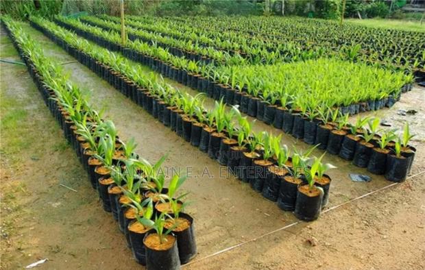 Seedlings Bags For All Trees Avocado, Coffee, Tea, Mango Etc - thumbnail 13
