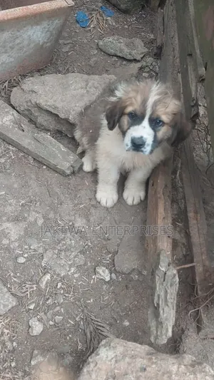 1-3 months Male Purebred Saint Bernard