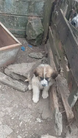 1-3 months Male Purebred Saint Bernard