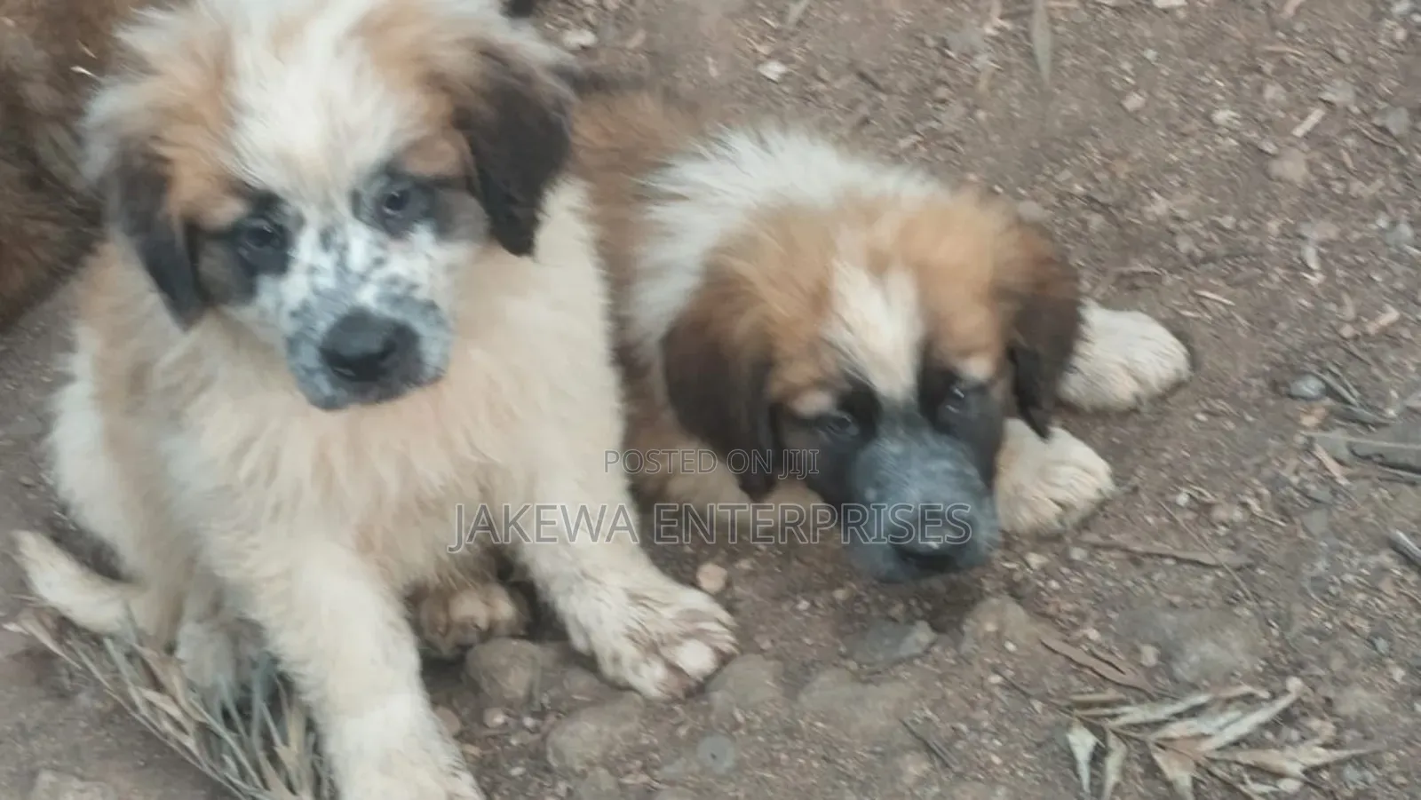 1-3 months Male Purebred Saint Bernard