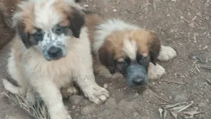 1-3 months Male Purebred Saint Bernard