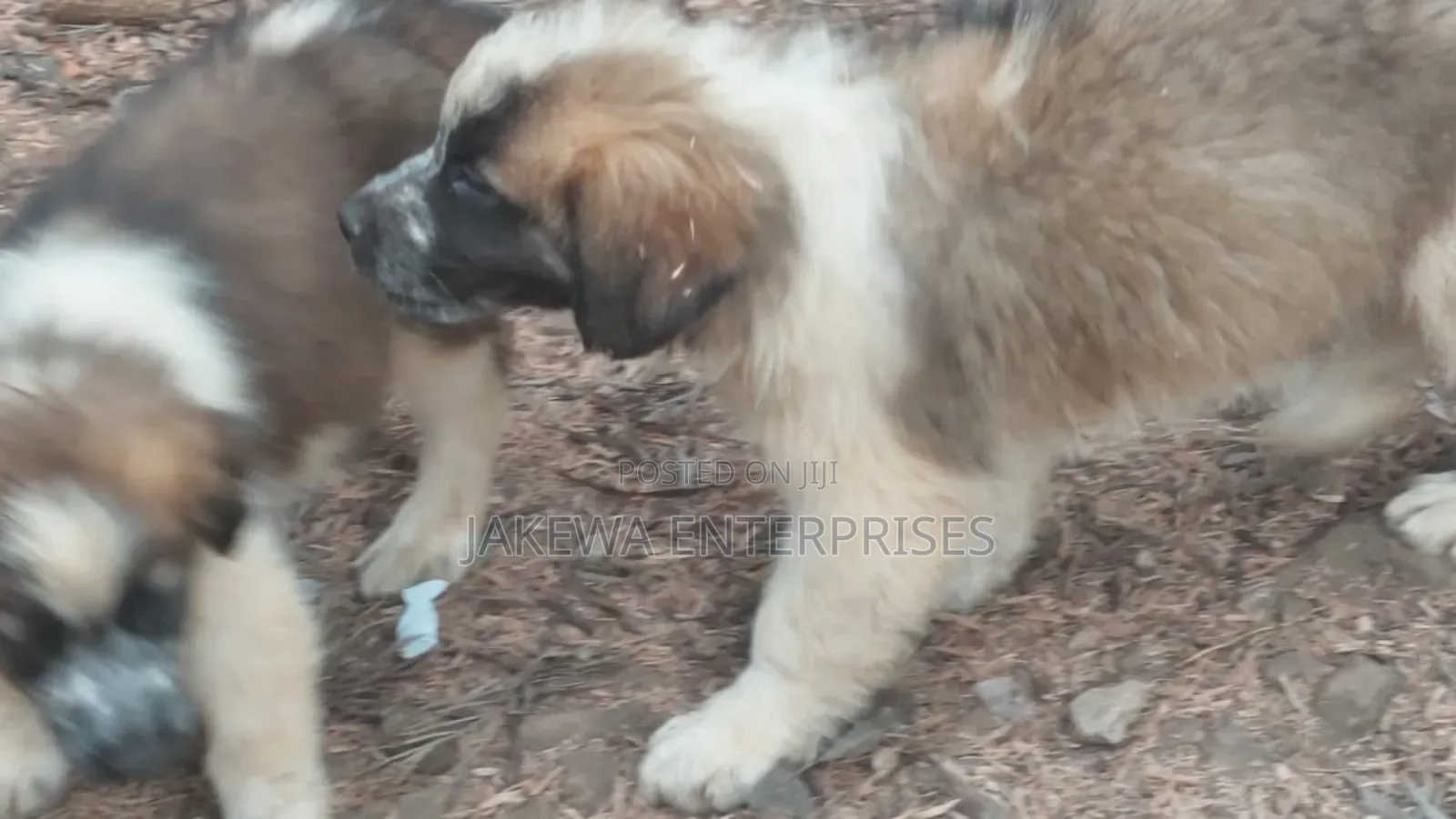 1-3 months Male Purebred Saint Bernard