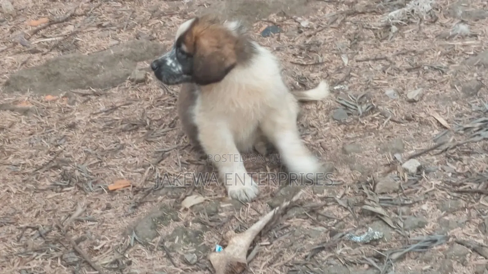 1-3 months Male Purebred Saint Bernard