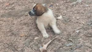 1-3 months Male Purebred Saint Bernard