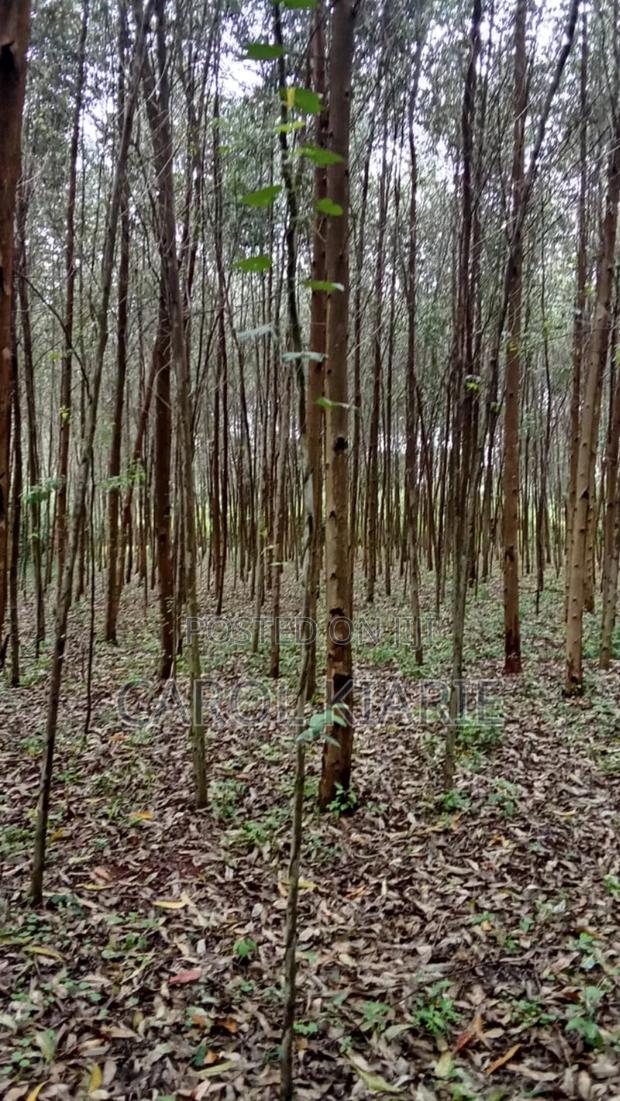 One Acre on Sale - thumbnail 2