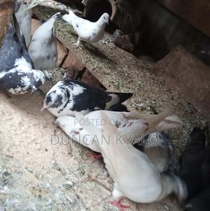 Pigeons Birds - thumbnail 2