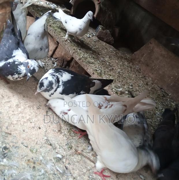 Pigeons Birds - main view