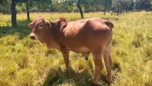 Sahiwal Breeding Bulls