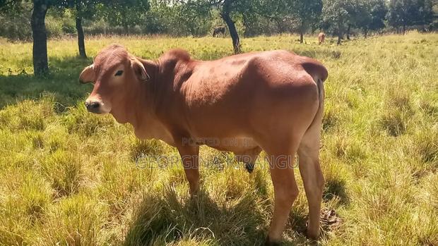 Sahiwal Breeding Bulls