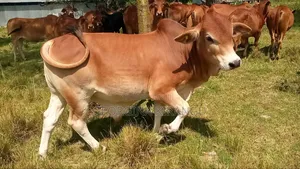Sahiwal Breeding Bulls
